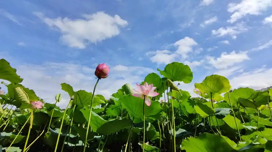 夏天到了荷花开了无敌的蓝天白云让人喜欢