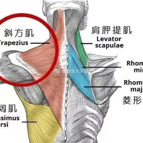 斜方肌:天仙也躲不过的美丽杀手,看看你中招了吗?