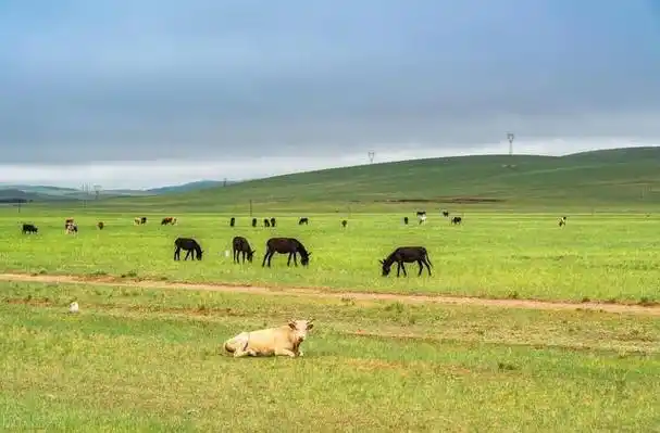 壮丽锡林郭勒大草原:自然画卷惊艳全球|盛开|神奇|大自然_网易订阅