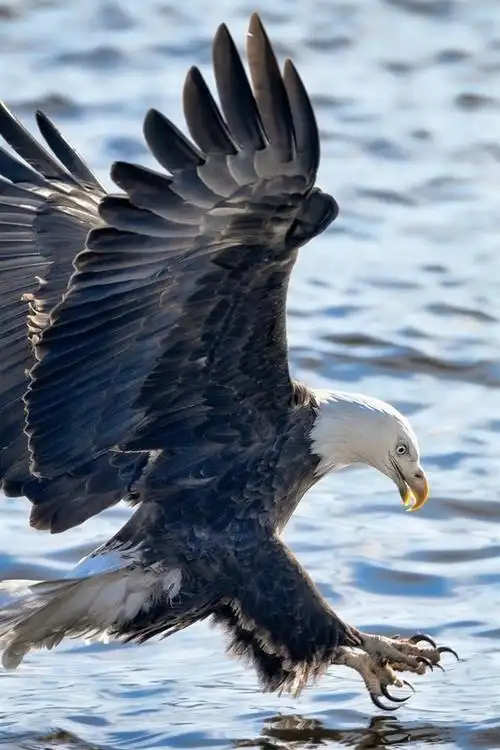 鹰飞,翅膀,湖水,水 iphone 壁纸