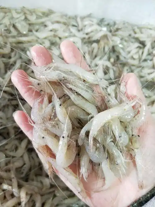 顺丰包邮巢湖特产淡水野生白米虾儿童孕妇老人补钙必备捕捞速冻河虾