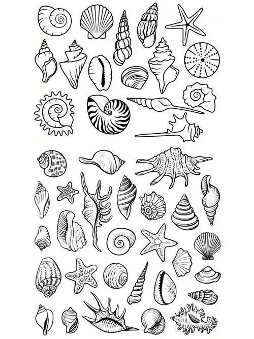 这么齐全的海螺贝壳简笔画素材一定要收藏