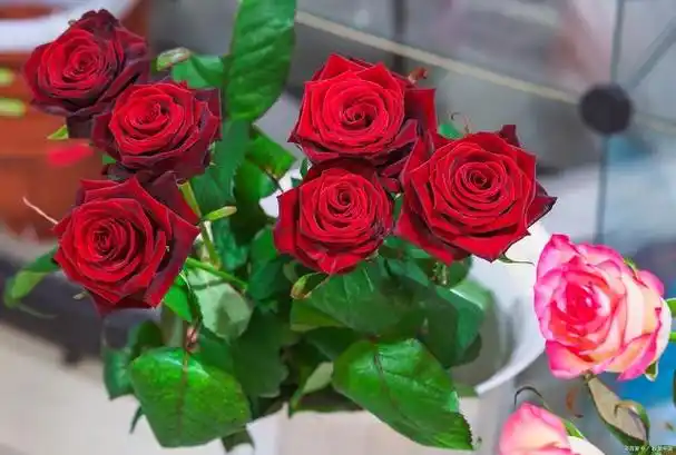 玫瑰花家族的十大品种