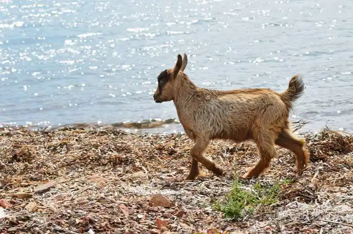 在日本海岸边的赤褐色山羊照片-正版商用图片03j12b-摄图新视界