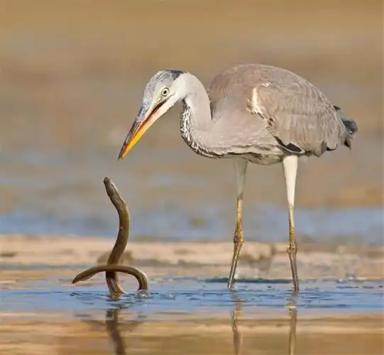青庄吞下蛇鳗飞上天,蛇鳗为何在青庄肚中做到不缺氧还有精力钻洞