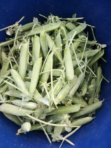 长寿仁豌豆 7-10cm 饱满