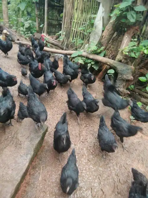 全粮饲养,一年以上,黑羽白肉,一代土鸡!