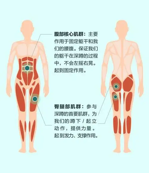 深蹲,你做对了吗?|肌群|肌肉|关节|减脂|脚掌_网易订阅