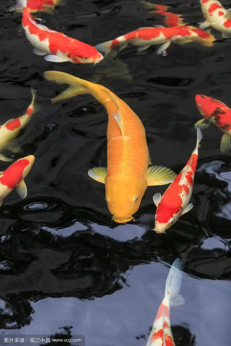 800_1200竖版 竖屏