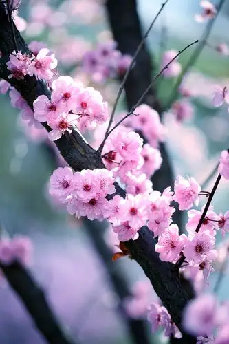 寓意着专一的爱情美人梅是从法国引进的由重瓣粉型梅花与红叶李杂交而