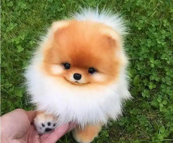 狗狗排行榜之"最可爱"的几种狗,有你喜欢的吗?