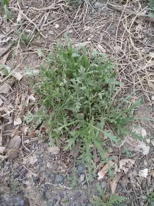 荠菜是热性还是凉性的 荠菜属于热性还是凉性的蔬菜呢_百科-探索生活