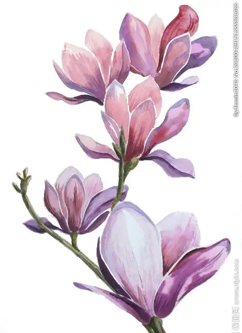 植物花朵绘画素材图片