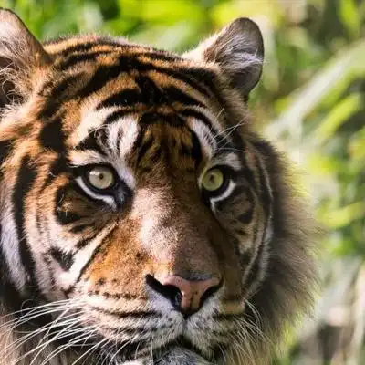 个性老虎头像霸气威武的老虎头像图片