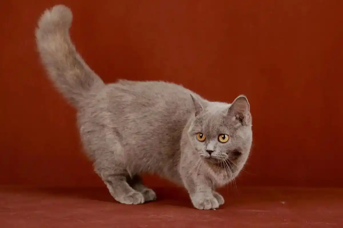 北京本地.【找家长】乳白英国短毛猫(北京) 性别:妹妹 颜色 - 抖音