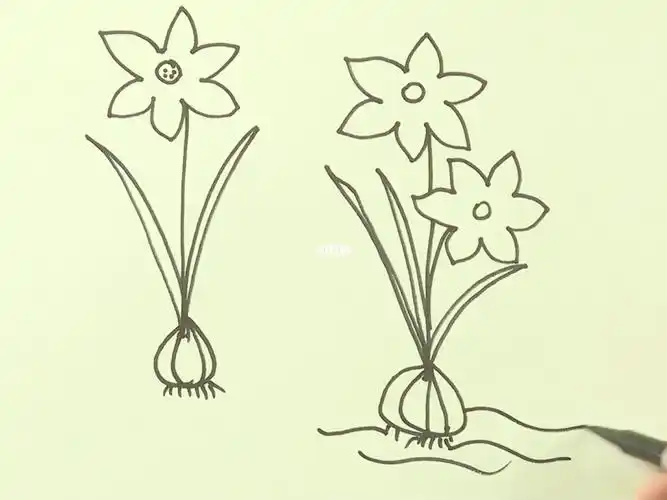 简笔画画水仙花画时代美术