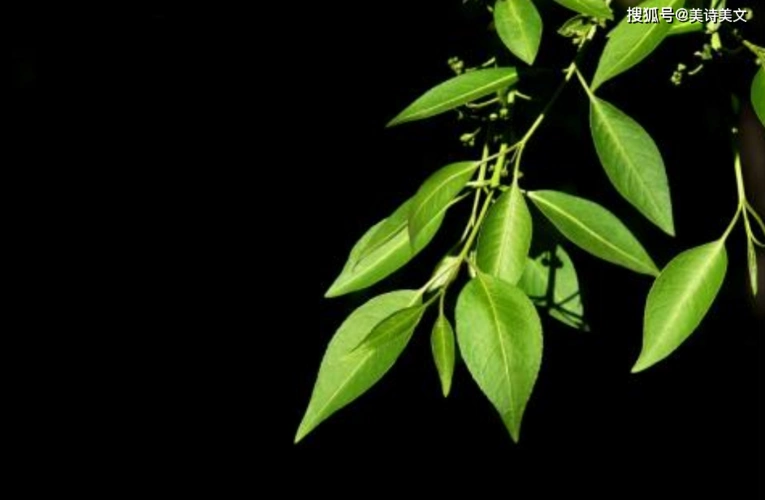 山河令温客行念的诗火了又美又有水平不得不说小说作者有才