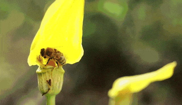 640_368gif 动态图 动图