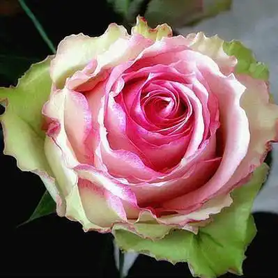 超达花卉新品月季希冀espérance期望扦插小苗首推淘宝网