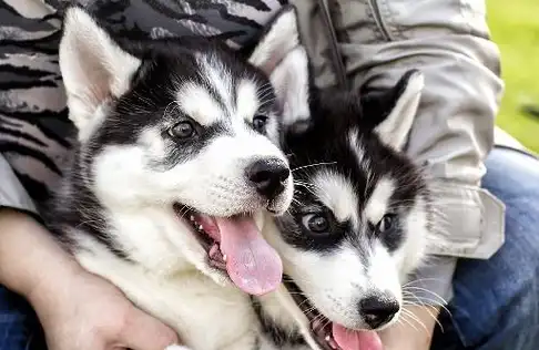 二哈智商不足,为什么还备受欢迎,因为吃得少?