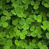 幸运草微信头像【点击鼠标右键下载】