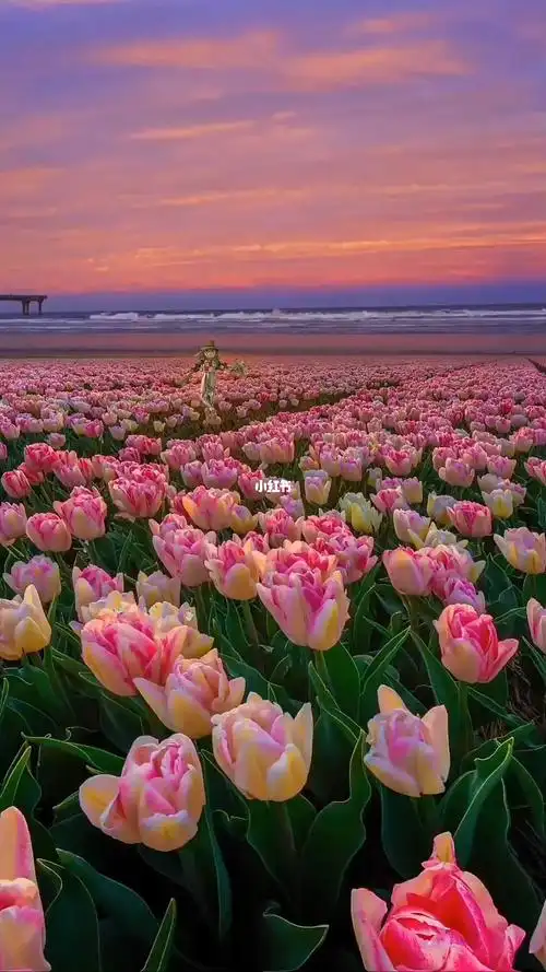 浪漫的花海当然要分享给你啦