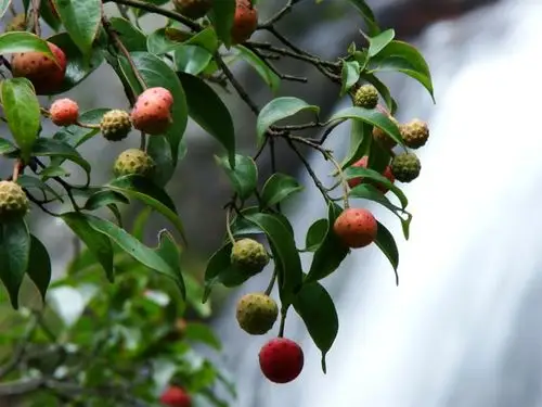 有人知道这个南方的野果叫什么名字吗?