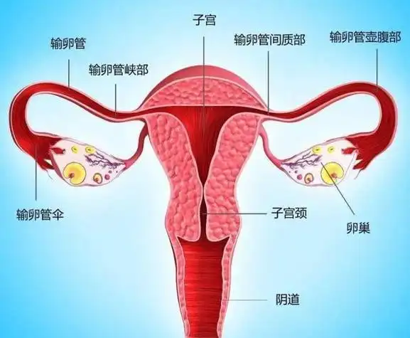 女人摘掉子宫后与健康女性有什么不同一起来了解下