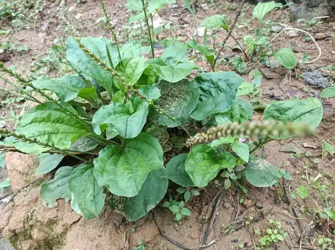 车前草的功效与作用-伙伴百科网-让你的生活充满快乐