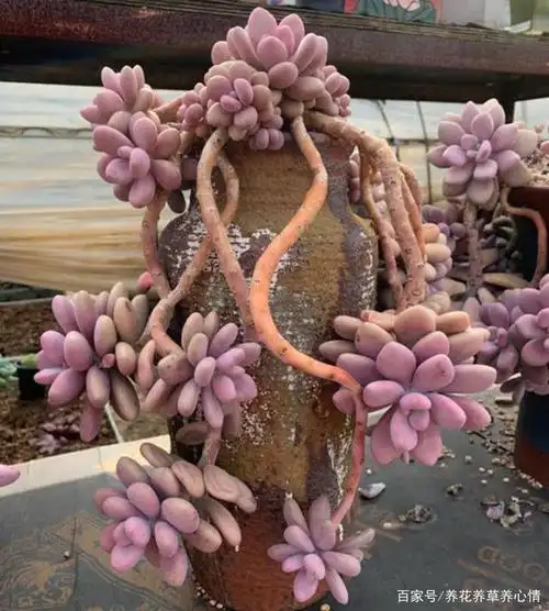 多肉艾伦外观漂亮,叶片扁圆,有点像桃蛋,不过比桃蛋好养多了.