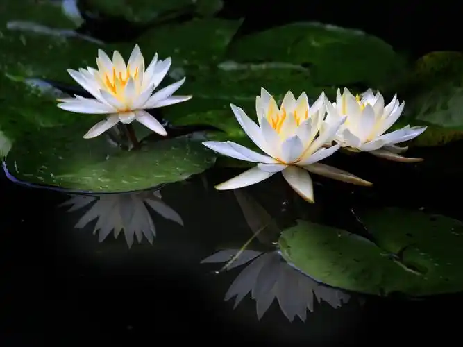 唯美睡莲高清摄影图片桌面壁纸