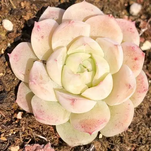 多肉白体女王玫瑰植物一物一拍多肉植物