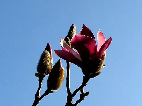 竟相绽放玉兰花,春意盎然姑苏城一一2021拍摄玉兰花专辑