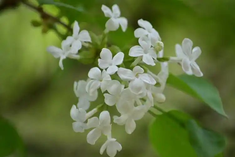 洁白的丁香花