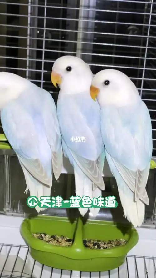 完美体色蓝伊莎半毛鹦鹉