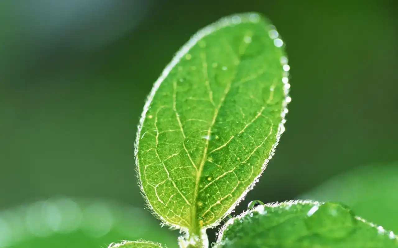 绿色树叶高清护眼植物桌面壁纸
