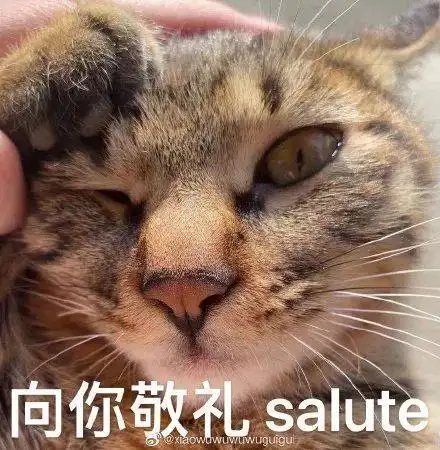猫看电视模仿黄子韬salute学到精髓