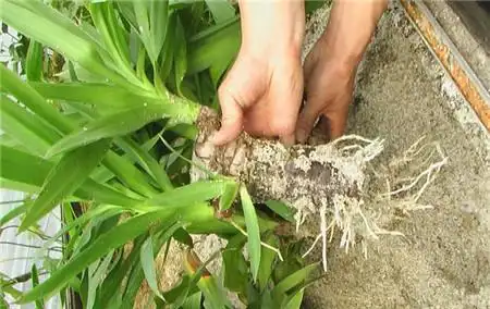 龙血树的繁殖方法