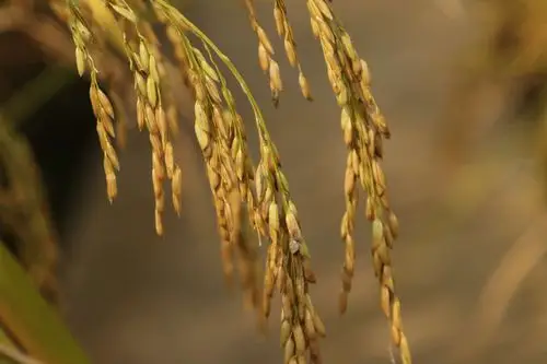 圣贤幼儿园绘画班第九次课《稻穗》