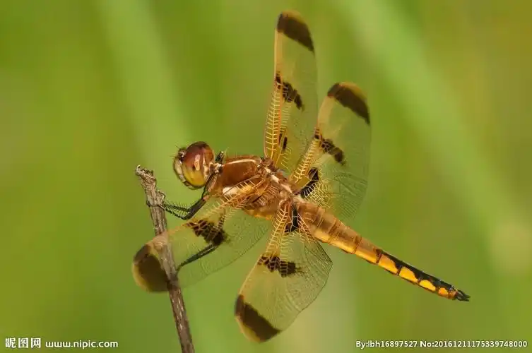 蜻蜓图片