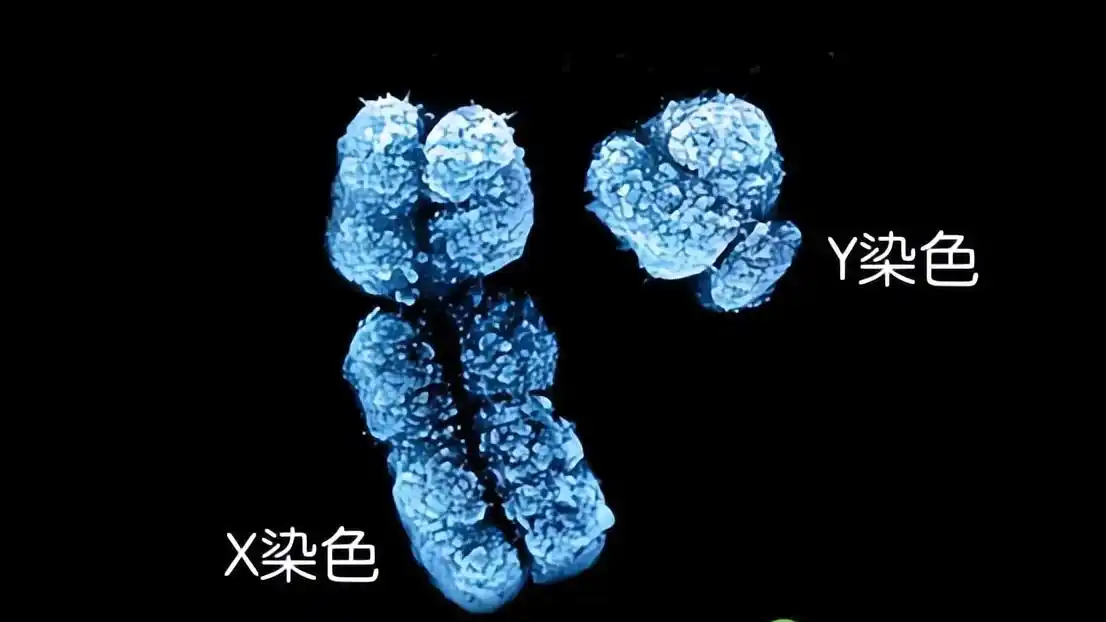 男性的染色体是xy,女性是xx,那yy染色体的人会是什么样子?