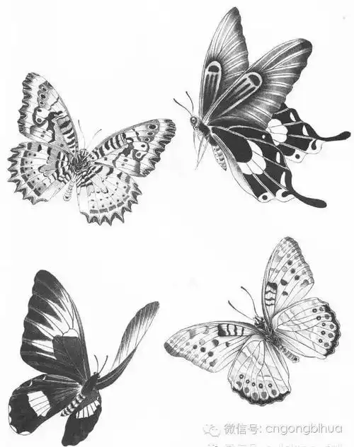 工笔蝴蝶线描画谱画画之必备临本