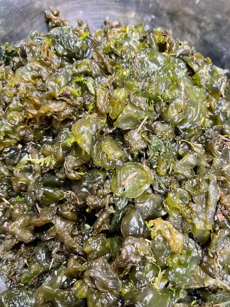 地木耳又称〝天使的眼泪".那雨中捡地木耳的美好 记忆又岂止是 - 抖音