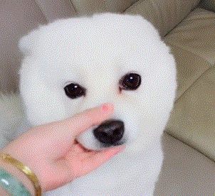 很多汪星人现在都有着治愈系的笑容,让人看了心里暖暖的,什么烦恼都