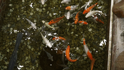 成日用距地嘅大嘴系度打架) 中意葛话仲可以去买包鱼饲料(2)去喂鱼