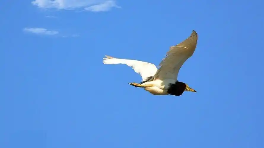 报名和孩子一起踏上鸟与梦的飞行之旅