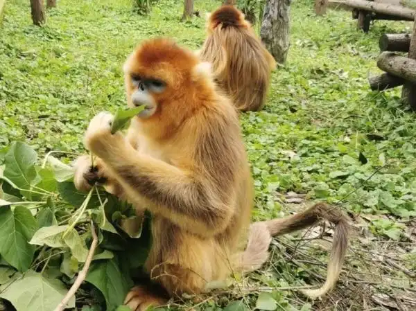 上海动物园饲养川金丝猴已有几十年历史,一只今年刚出生的金丝猴宝宝