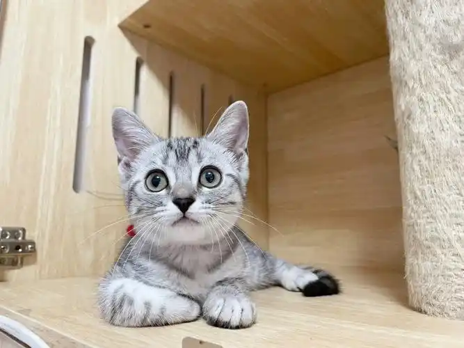 已售美短银虎斑