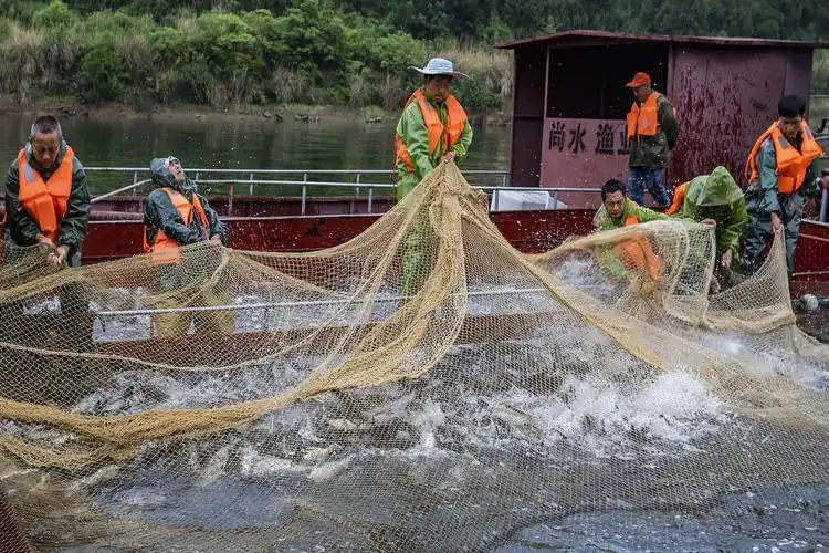 升钟湖上捕鱼忙