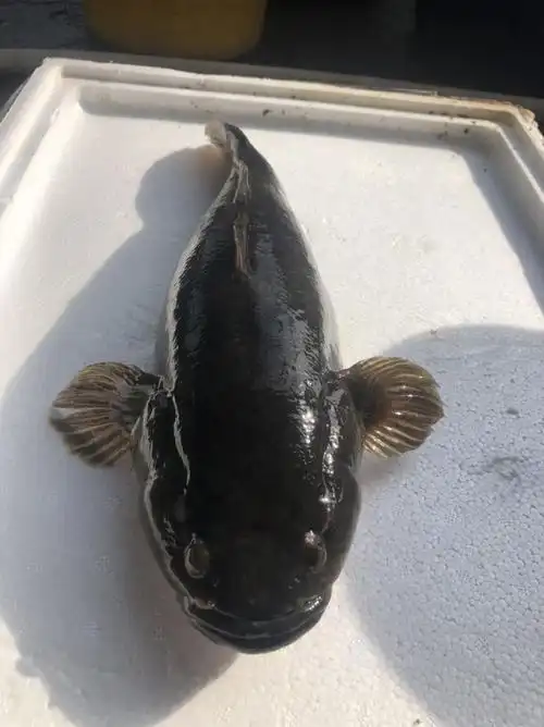 鲜活笋壳鱼沙塘鳢700g750g现杀冰冻活寄不包售后115125